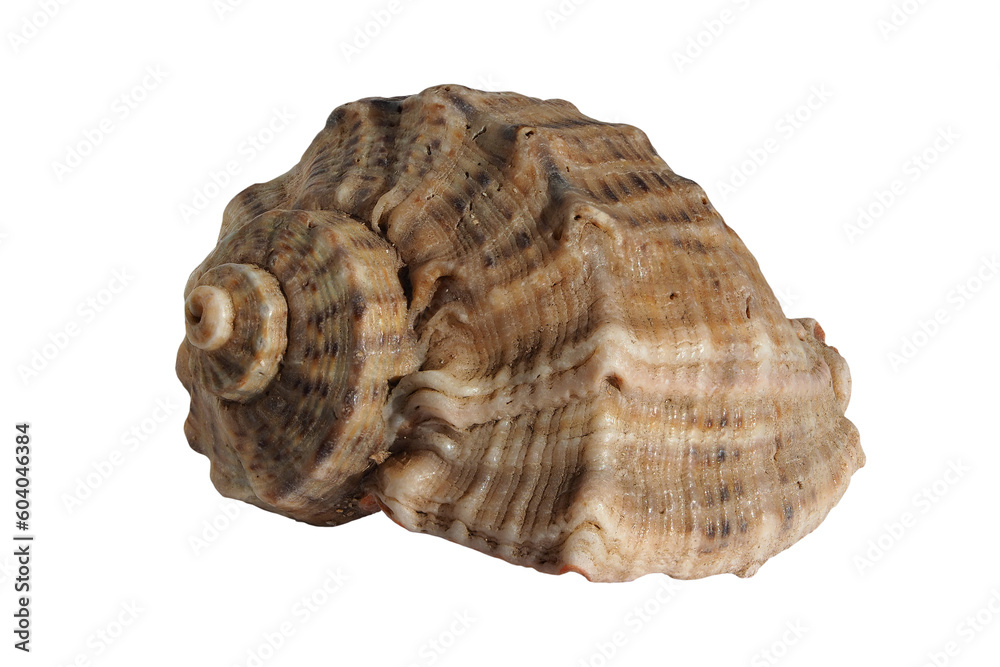 Seashell isolated on a transparent background. sea shell isolate (rapana)