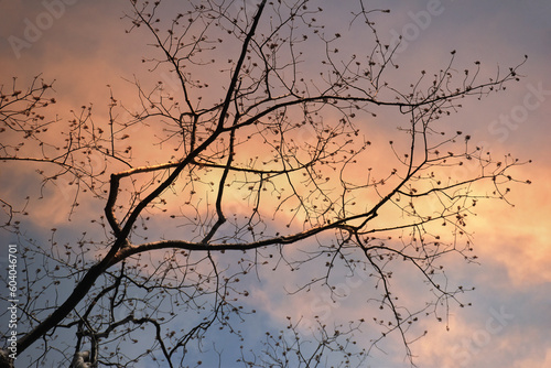 Tree on sunset sky for background