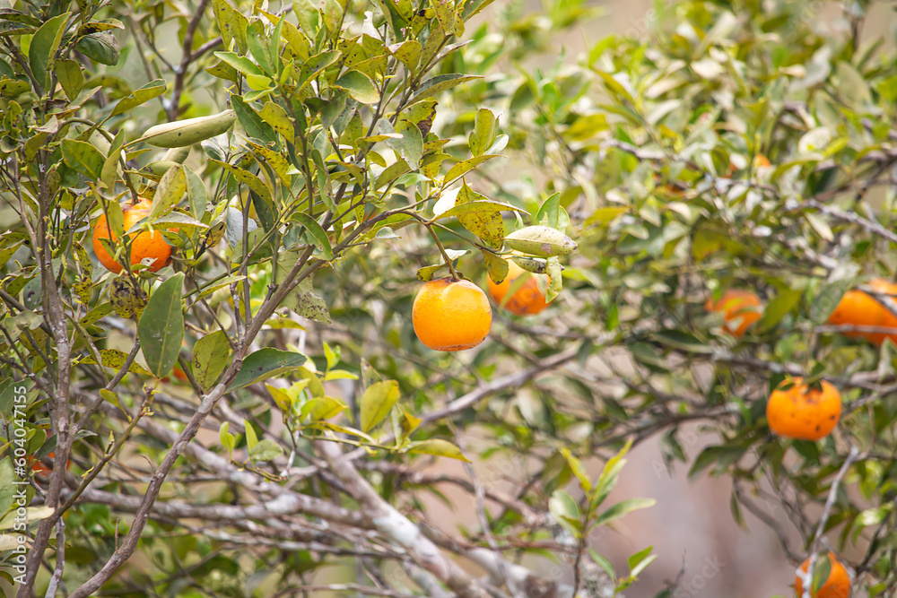 Oranges in an organic garden.