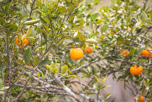 Oranges in an organic garden.