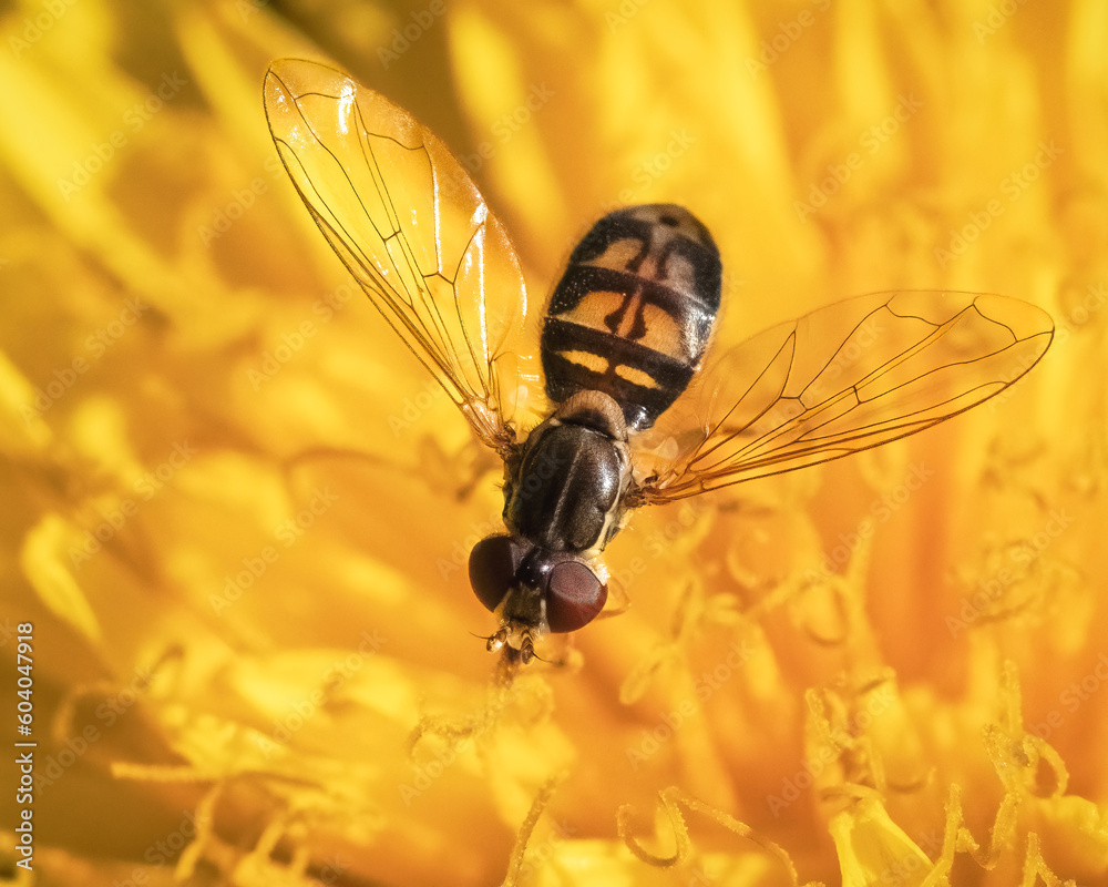 Close up of a Hover Fly (Syrphidae) feeding and pollinating a vibrant yellow dandelion flower with wings extended. Long Island, New York, USA Close up of a Hover Fly (Syrphidae) feeding and pollinating a vibrant yellow dandelion flower with wings extended. Long Island, New York, USA