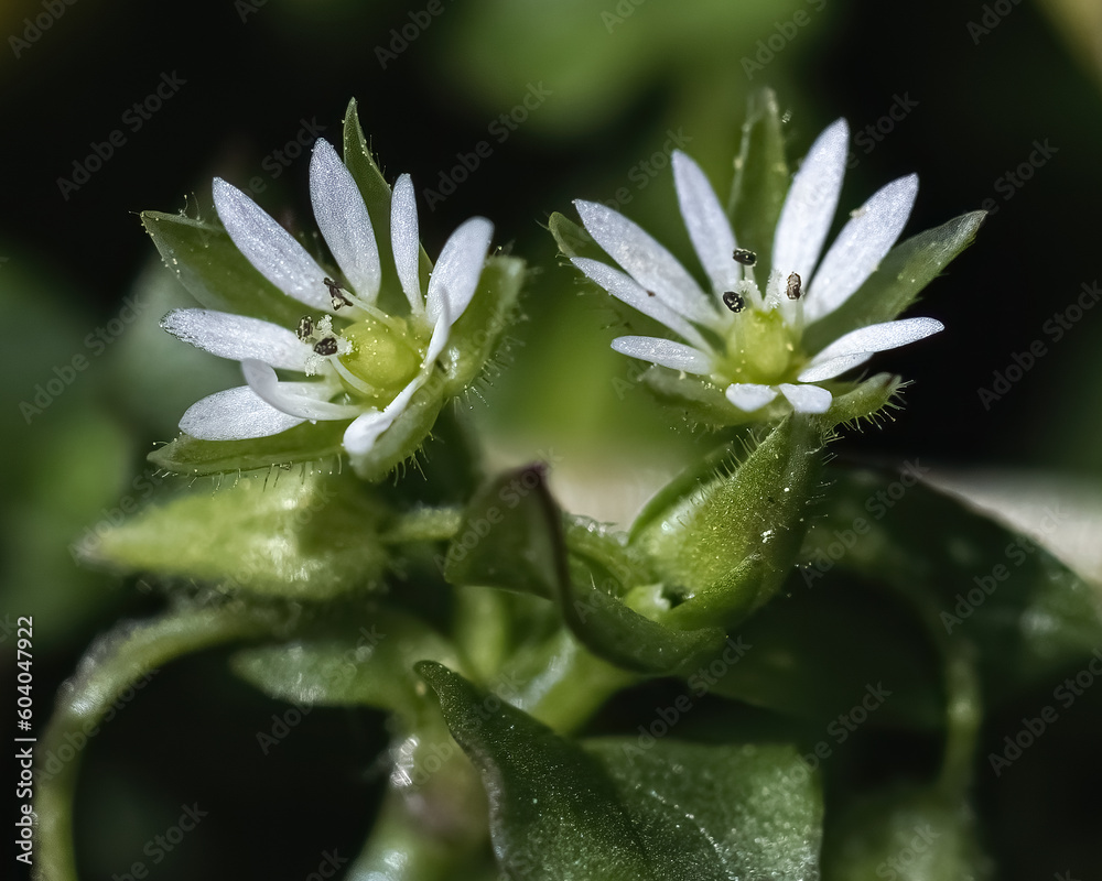 Macro of a pair of early spring common chickweed (Stellaria media) flowers with five double-lobed white petals. Long Island, New York, USA Macro of a pair of early spring common chickweed (Stellaria media) flowers with five double-lobed white petals. Long Island, New York, USA