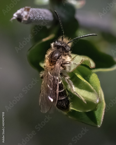 A small early spring Andrena Mining Bee resting on a green leaf. Long Island, New York, USA.
