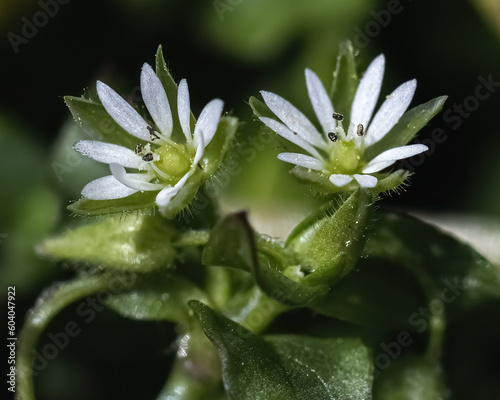 Macro of a pair of early spring common chickweed  Stellaria media  flowers with five double-lobed white petals. Long Island  New York  USA