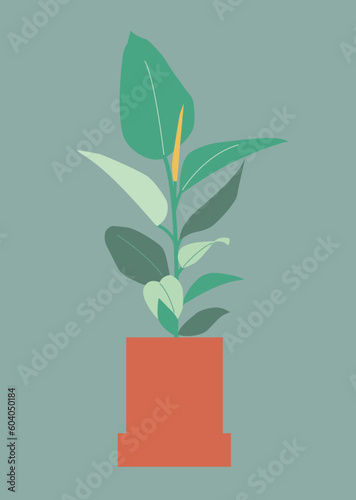 Ficus plante in a pot