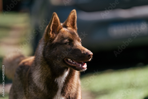 cachorro com mistura Husky Siberiano marrom