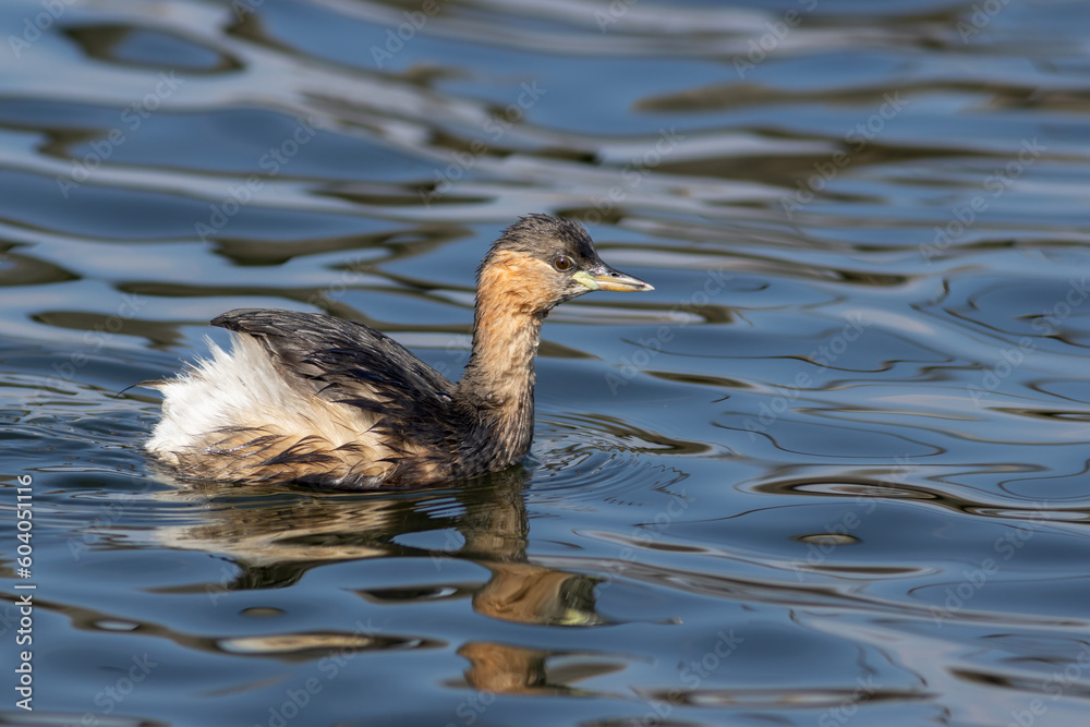 Little grebe swimming on water in South Africa Little grebe swimming on water in South Africa