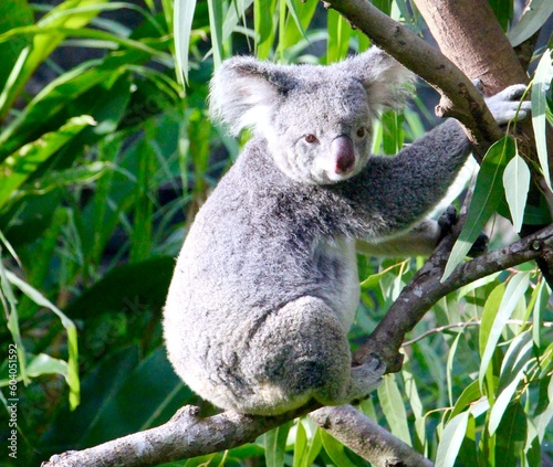 Fototapeta Naklejka Na Ścianę i Meble -  animal, cute, green, grey, koala, mammal, nature, tree, wild, wildlife