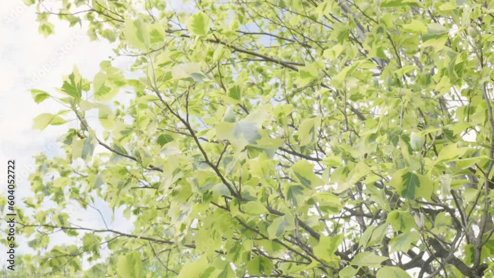 un albero con delle splendide foglie mosse dal vento un albero con delle splendide foglie mosse dal vento