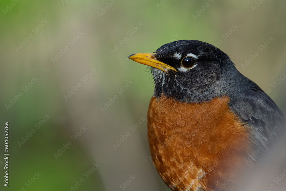 Fototapeta premium Beau Cotter Birds 2023