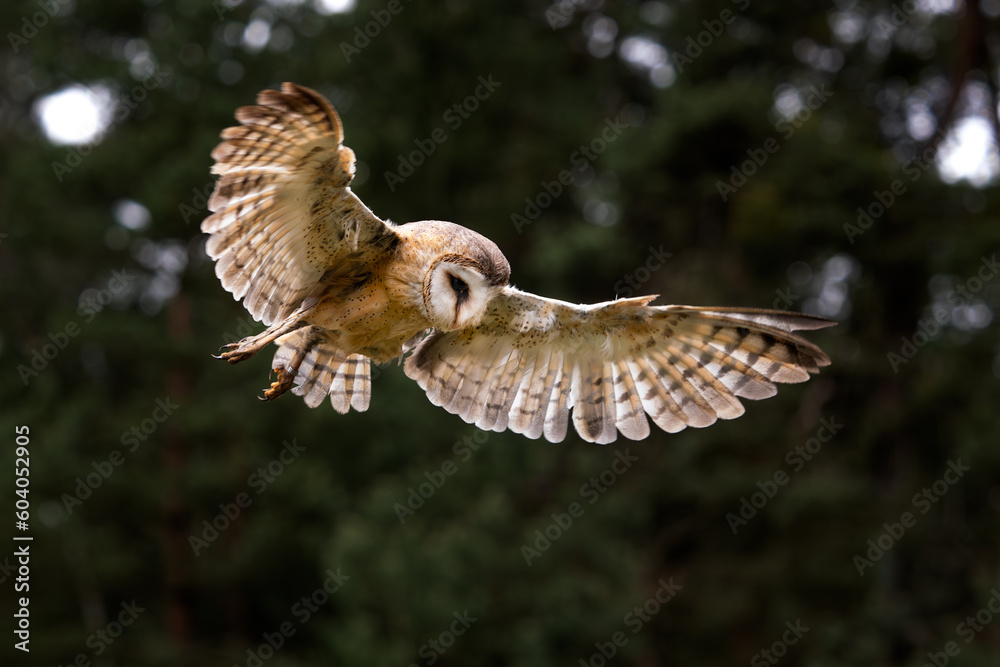Fototapeta premium Barn Owl - Tyto alba, beautiful iconic orange owl from worldwide forests and woodlands, Czech Republic.