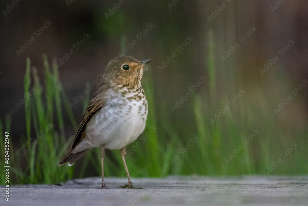 Beau Cotter Birds 2023