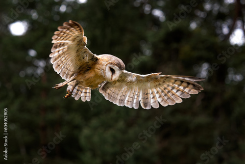 Barn Owl - Tyto alba, beautiful iconic orange owl from worldwide forests and woodlands, Czech Republic.