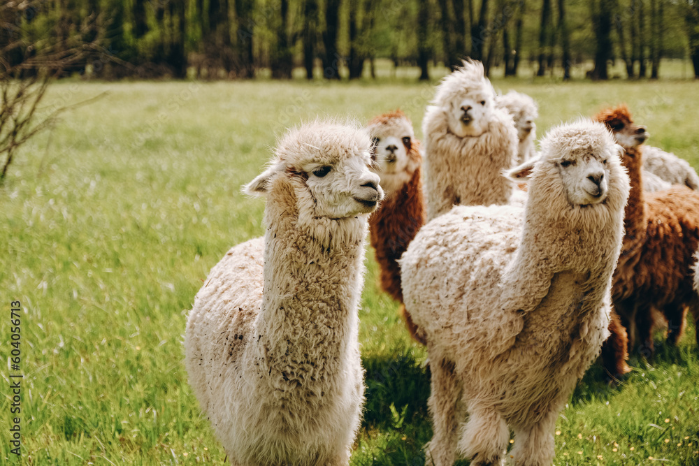 Alpacas graze in the spring meadow high in the mountains.