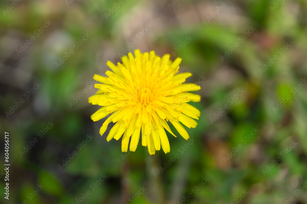 Yellow dandelion in the grass close up. Yellow dandelion in the grass close up.