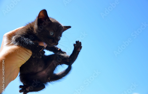Fototapeta Naklejka Na Ścianę i Meble -  Hand holding cute fluffy black kitten with blue eyes against the sky.Concept of mental health care or love for pets.Selective focus.