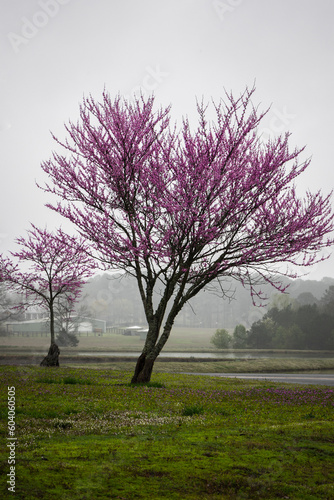 tree in the fog