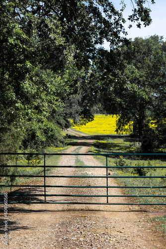 spring road