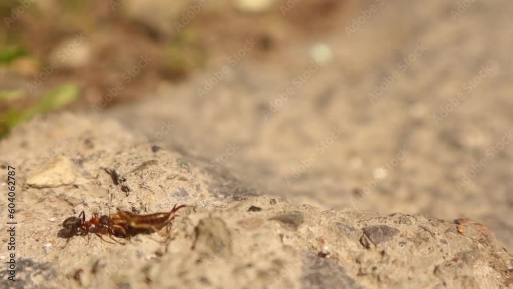 Ants catching earwigs in the garden.
Worker ant carry a life insect into its colony.
Ants contribute to reducing the number of insects.
Biological control.
Predator and prey.
Bugs, bug.
wildlife Ants catching earwigs in the garden.
Worker ant carry a life insect into its colony.
Ants contribute to reducing the number of insects.
Biological control.
Predator and prey.
Bugs, bug.
wildlife