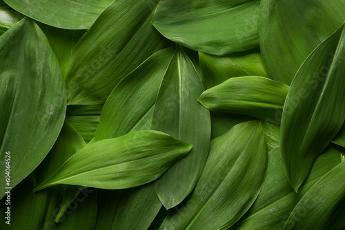 Abstract background of lily of the valley leaves.
