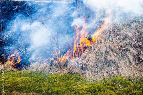 Burning grass in early spring.