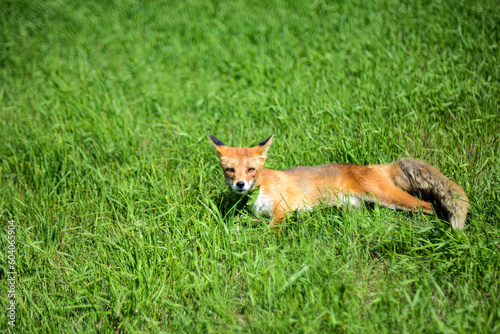 red sneaky fox sitting on the green grass. High quality photo