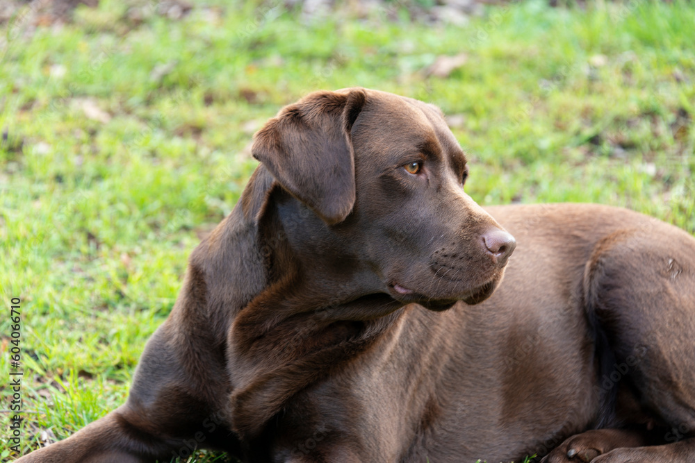 chien, race Labrador