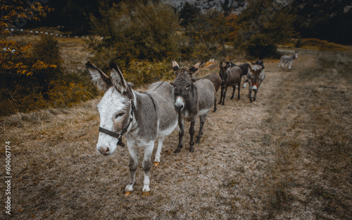 Donkeys in a field 