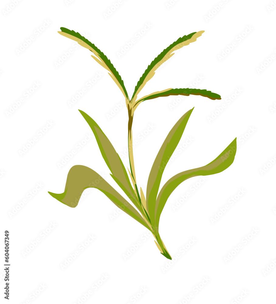 Fototapeta premium Illustration of Bermuda grass plant with stems.