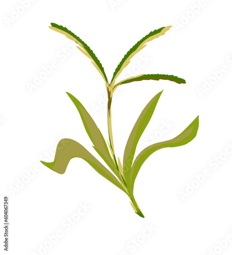 Illustration of Bermuda grass plant with stems.