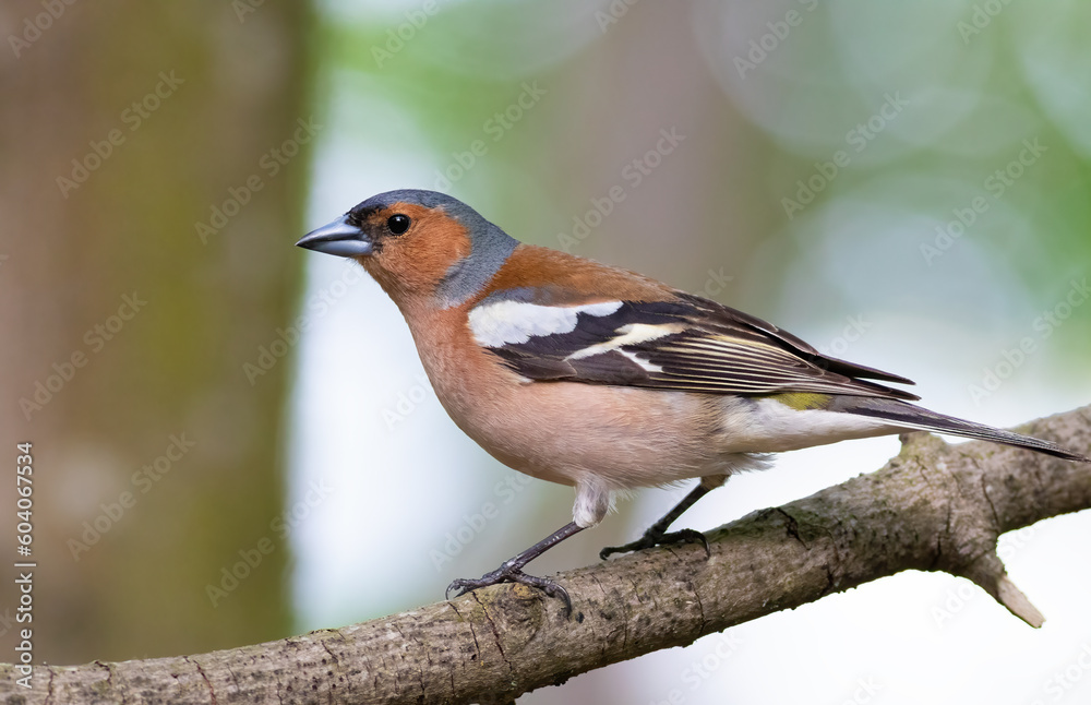 Common chaffinch, Fringilla coelebs. A male bird sitting on a tree branch Common chaffinch, Fringilla coelebs. A male bird sitting on a tree branch