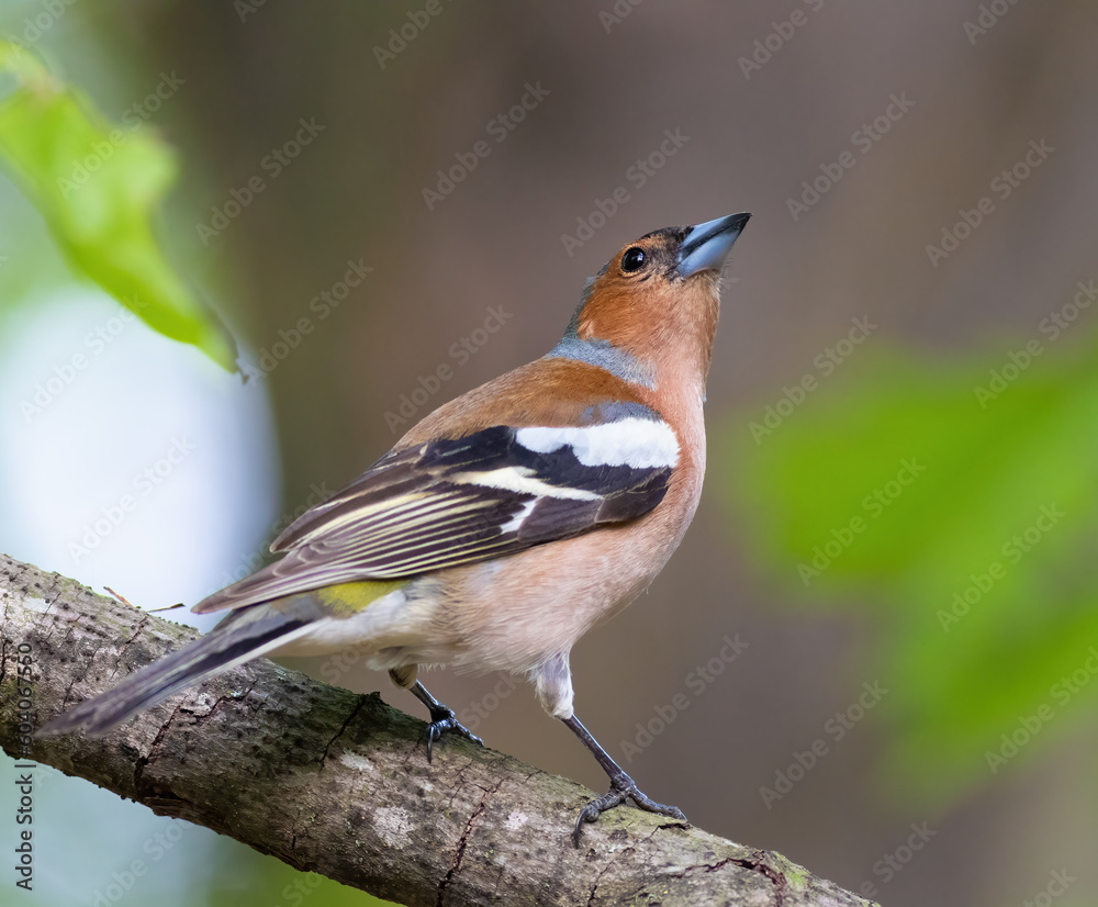 Common chaffinch, Fringilla coelebs. In the forest, a bird sits on a branch Common chaffinch, Fringilla coelebs. In the forest, a bird sits on a branch