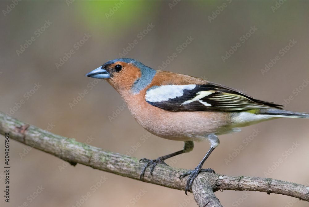Fototapeta premium Common chaffinch, Fringilla coelebs. A male bird sits on a tree branch