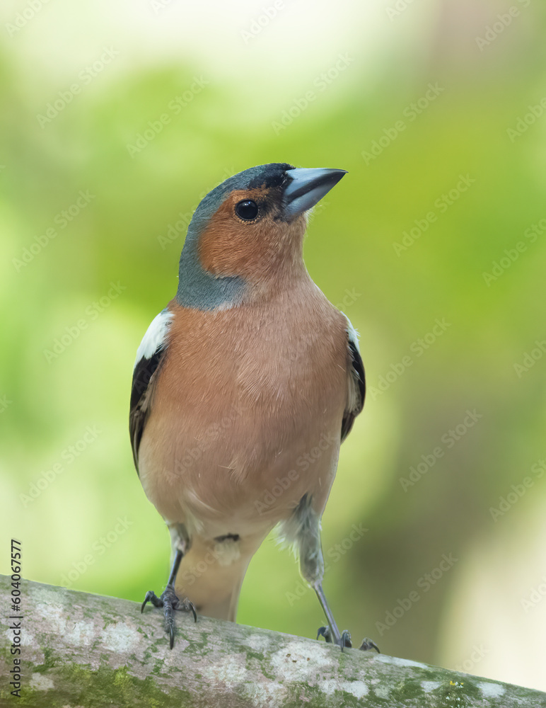 Common chaffinch, Fringilla coelebs. A bird in the forest sits on a branch on a beautiful background Common chaffinch, Fringilla coelebs. A bird in the forest sits on a branch on a beautiful background