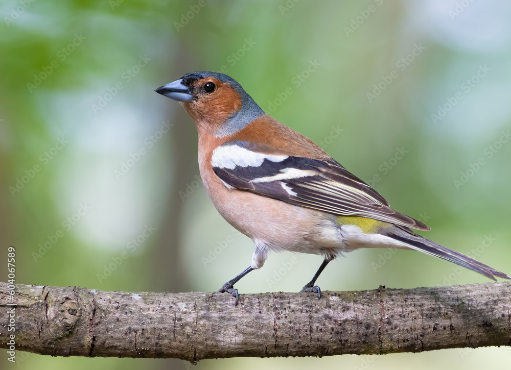Obraz premium Common chaffinch, Fringilla coelebs. In the forest, a bird sits on a branch