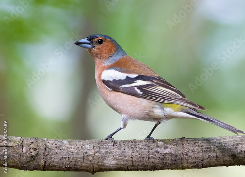 Common chaffinch, Fringilla coelebs. In the forest, a bird sits on a branch