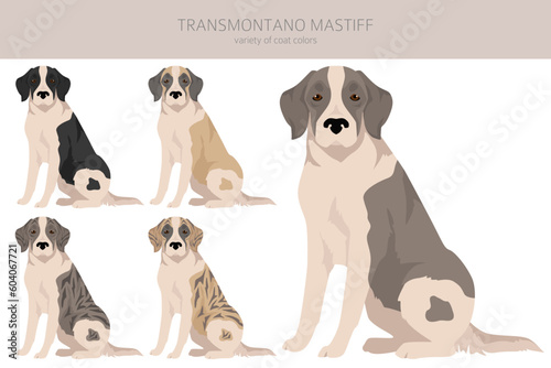 Transmontano Mastiff clipart. All coat colors set. All dog breeds characteristics infographic