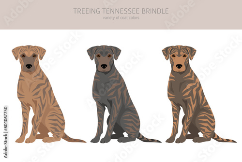 Treeing Tennessee Brindle clipart. Different poses, coat colors set