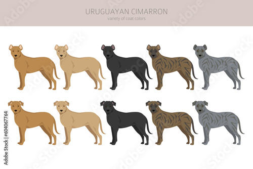 Uruguayan Cimarron clipart. All coat colors set.  All dog breeds characteristics infographic photo