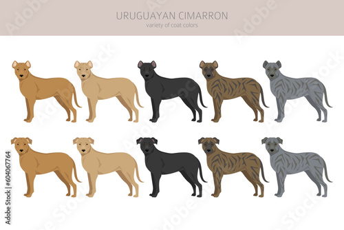 Uruguayan Cimarron clipart. All coat colors set.  All dog breeds characteristics infographic