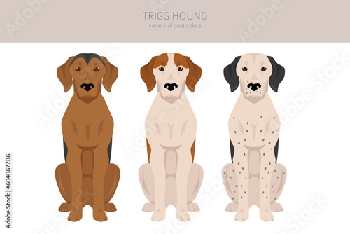 Trigg Hound clipart. All coat colors set.  All dog breeds characteristics infographic