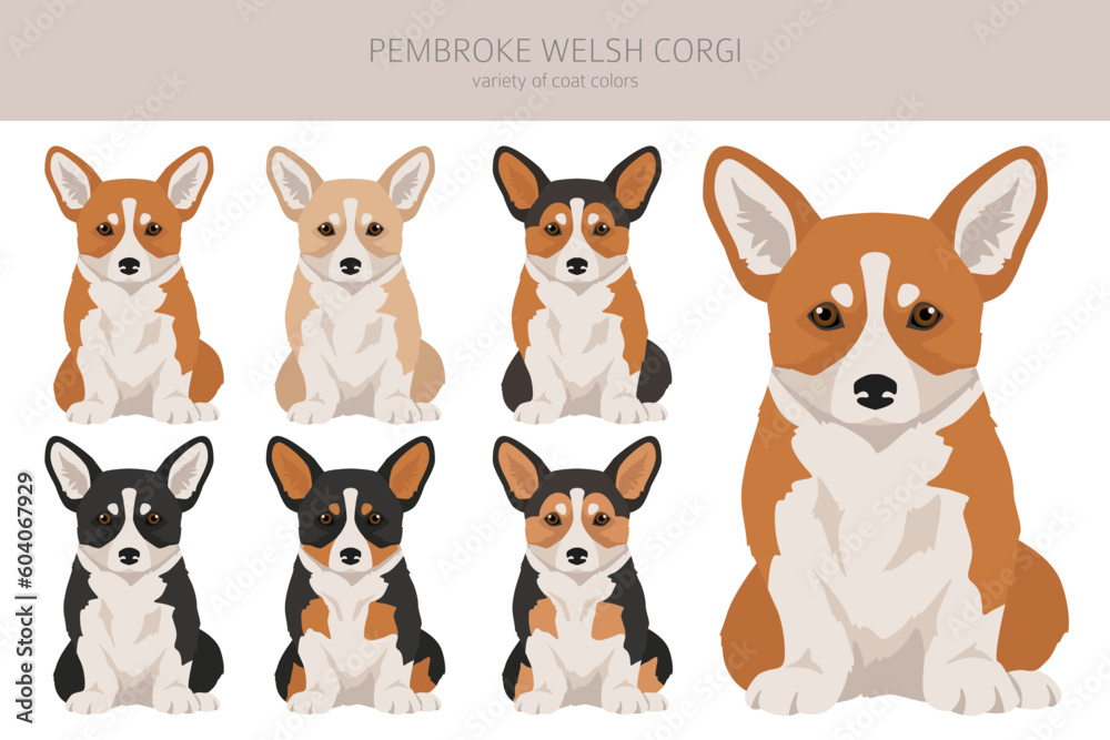 Welsh Corgi Pembroke clipart. All coat colors set.  All dog breeds characteristics infographic