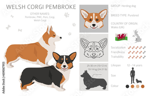 Welsh Corgi Pembroke clipart. All coat colors set.  All dog breeds characteristics infographic