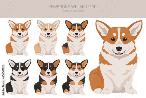 Welsh Corgi Pembroke clipart. All coat colors set. All dog breeds characteristics infographic