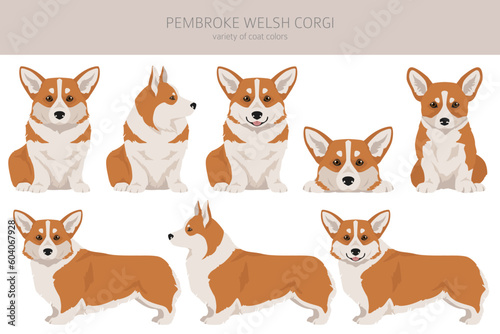 Welsh Corgi Pembroke clipart. All coat colors set.  All dog breeds characteristics infographic