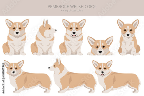 Welsh Corgi Pembroke clipart. All coat colors set.  All dog breeds characteristics infographic