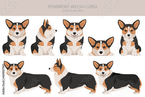 Welsh Corgi Pembroke clipart. All coat colors set.  All dog breeds characteristics infographic