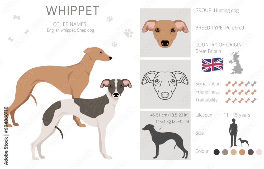 Whippet clipart. Different poses, coat colors set