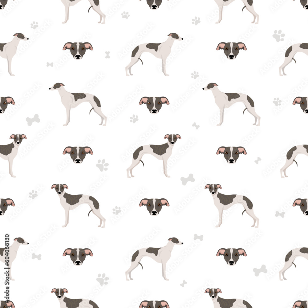 Whippet seamless pattern. Different poses, coat colors set