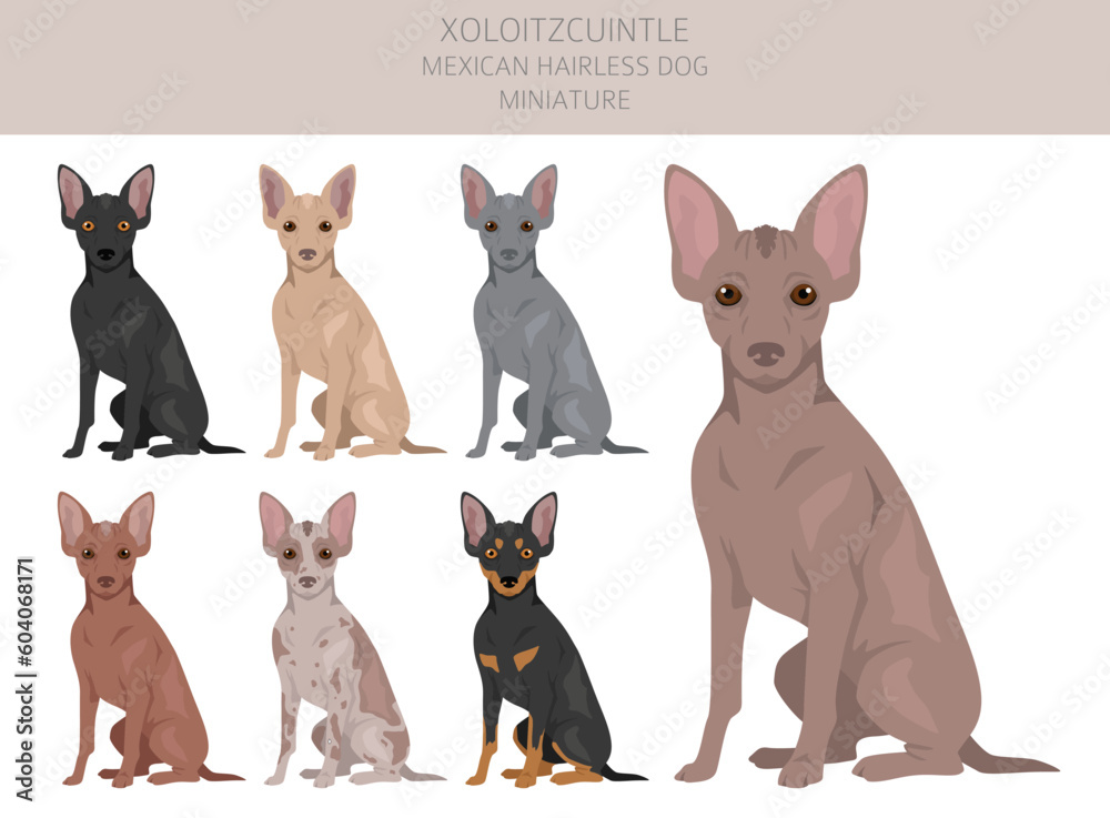 Xoloitzcuintle, Mexican hairless dog miniature clipart. Different poses, coat colors set